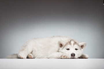 Bored husky puppy laying