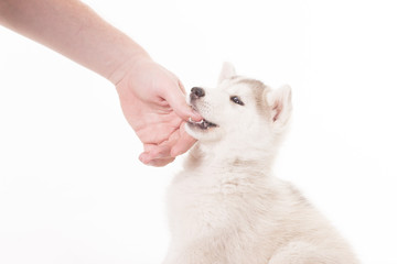 Closeup husky puppy biting human hand © HD92