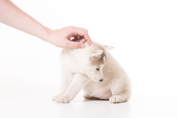 Hand petting husky puppy looking sideway