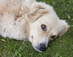 Beautiful dog lying on green grass and curiously looking at something
