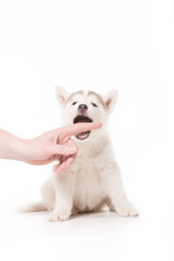 Young husky mouth open want to bite human finger hand