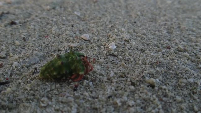 A hermit crab in its shell slowing running away.