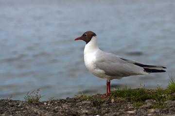 Lachmöwe am Chiemsee