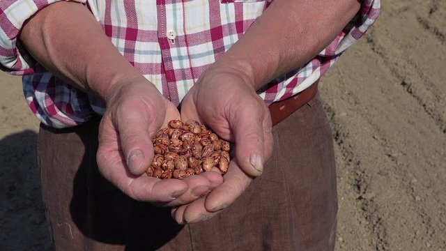 Old farmer hands holding raw pinto beans. Symbol of health, organic food and growth