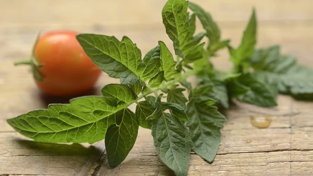 Solanum lycopersicum Pomodoro Piccadilly