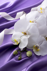 紫色の背景と白い胡蝶蘭と白いリボン