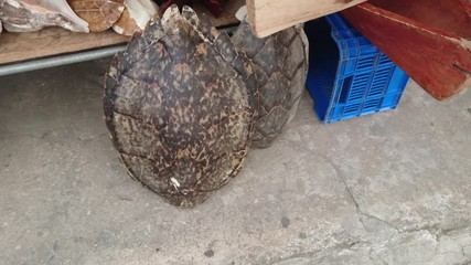 Poached endangered Hawksbill Turtle shell and dead coral found in the Guatemalan street markets, often sold as musical instruments.