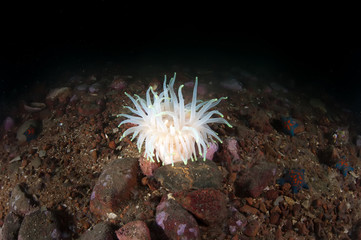 Beautiful Actinia deep in the Japan Sea.