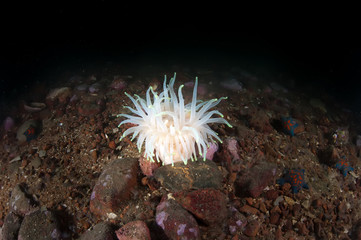 Naklejka na ściany i meble Beautiful Actinia deep in the Japan Sea.