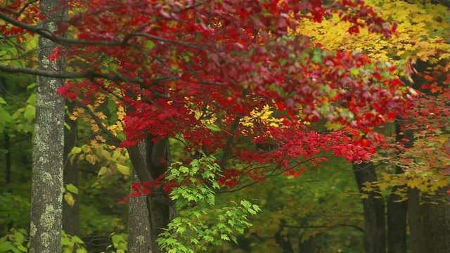 Vivid red foliage on a branch in the foreground of an autumn wood