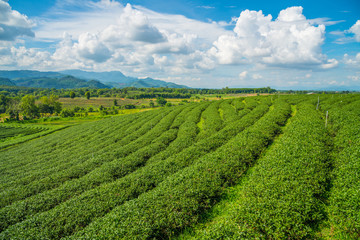 Fototapeta na wymiar Choui Fong Tea plantations in Chiangrai the northern province in