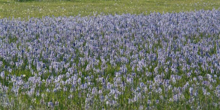 Field of blue camas with soft focus insects fluttering above