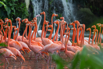 Flock of Pink flamingos standing in water