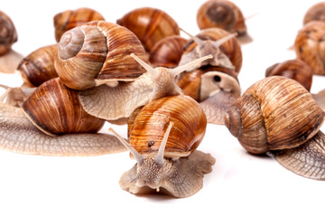 some snails crawling on a white background closeup