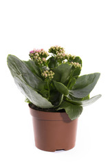 Куст каланхоэ в горшке на белом фоне
