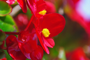 Obraz premium 真っ赤なベゴニア