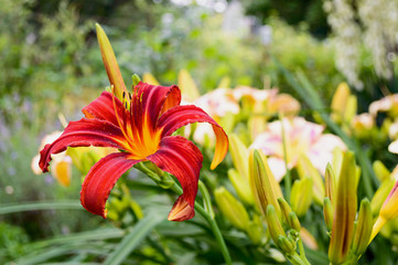 Obraz premium Red daylily (Hemerocallis) closeup