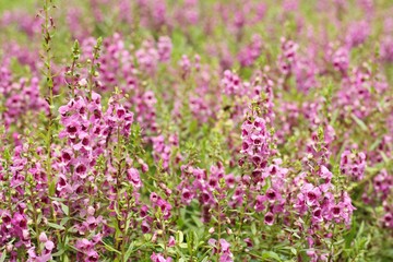Obraz premium pink flower or Angelonia goyazensis Benth