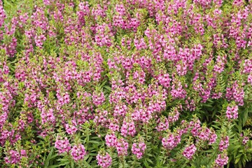 Obraz premium pink flower or Angelonia goyazensis Benth