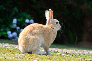 野生のウサギ -うさぎの楽園 大久野島-