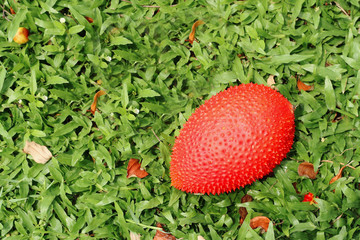 fresh momordica cochinchinensis in farm