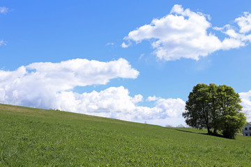isolated tree in the middle of the green meadow in summer
