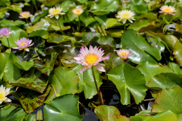 Beautiful waterlily or lotus flower on the farm ,Thailand.