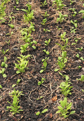 Vegetable garden