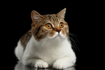 Purebred Scottish Straight Male Cat Lying on Isolated Black Background, Front view, Curious Looking up, Spot with white Cat