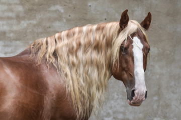 Heavy breed horse