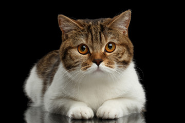 Fototapeta na wymiar Closeup Cute Scottish Straight Male Cat Face Lying with paw on Isolated Black Background, Front view, Curious Looking in Camera Tabby with white Cat