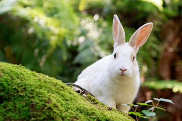 野生のウサギ -うさぎの楽園 大久野島-