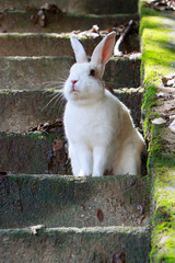 野生のウサギ -うさぎの楽園 大久野島-