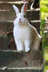 野生のウサギ -うさぎの楽園 大久野島-