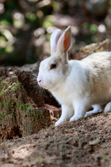 Fototapeta premium 野生のウサギ -うさぎの楽園 大久野島-