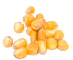 grain boiled corn on a white background