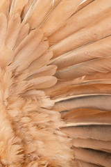 chicken wings with feathers on a white background