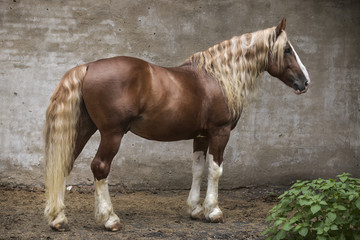 Heavy breed stallion 