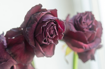 Close-up  of a rose.