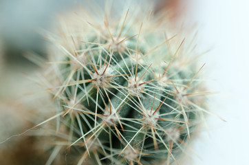 Close-up photo of cactus