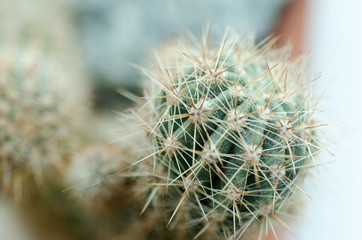 Close-up photo of cactus