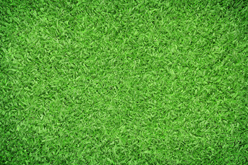 Beautiful green grass texture