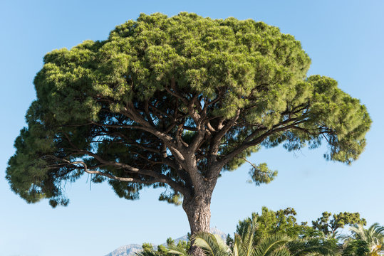 high pine tree in Turkey