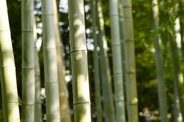 Obraz premium bamboo
