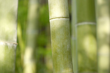 bamboo