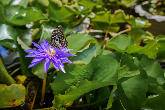 Butterfly and lotus flower on the farm.
