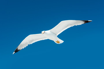 Seagull in flight with a wingspan
