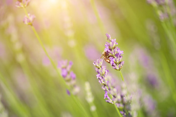 Closeup photo of lavender flowers