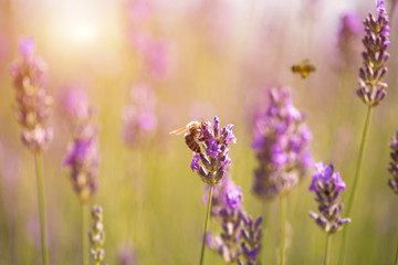 Sunset over a violet lavender field