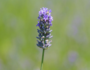 Closeup photo of lavender flowers on green